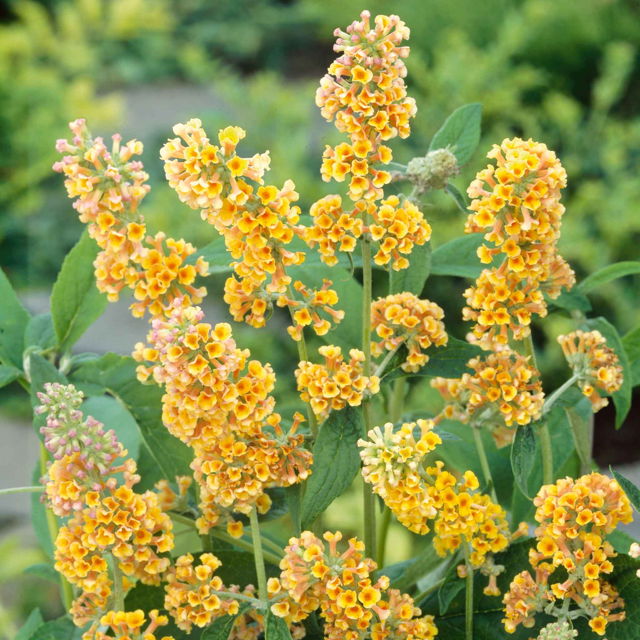 Garden News MGGN107