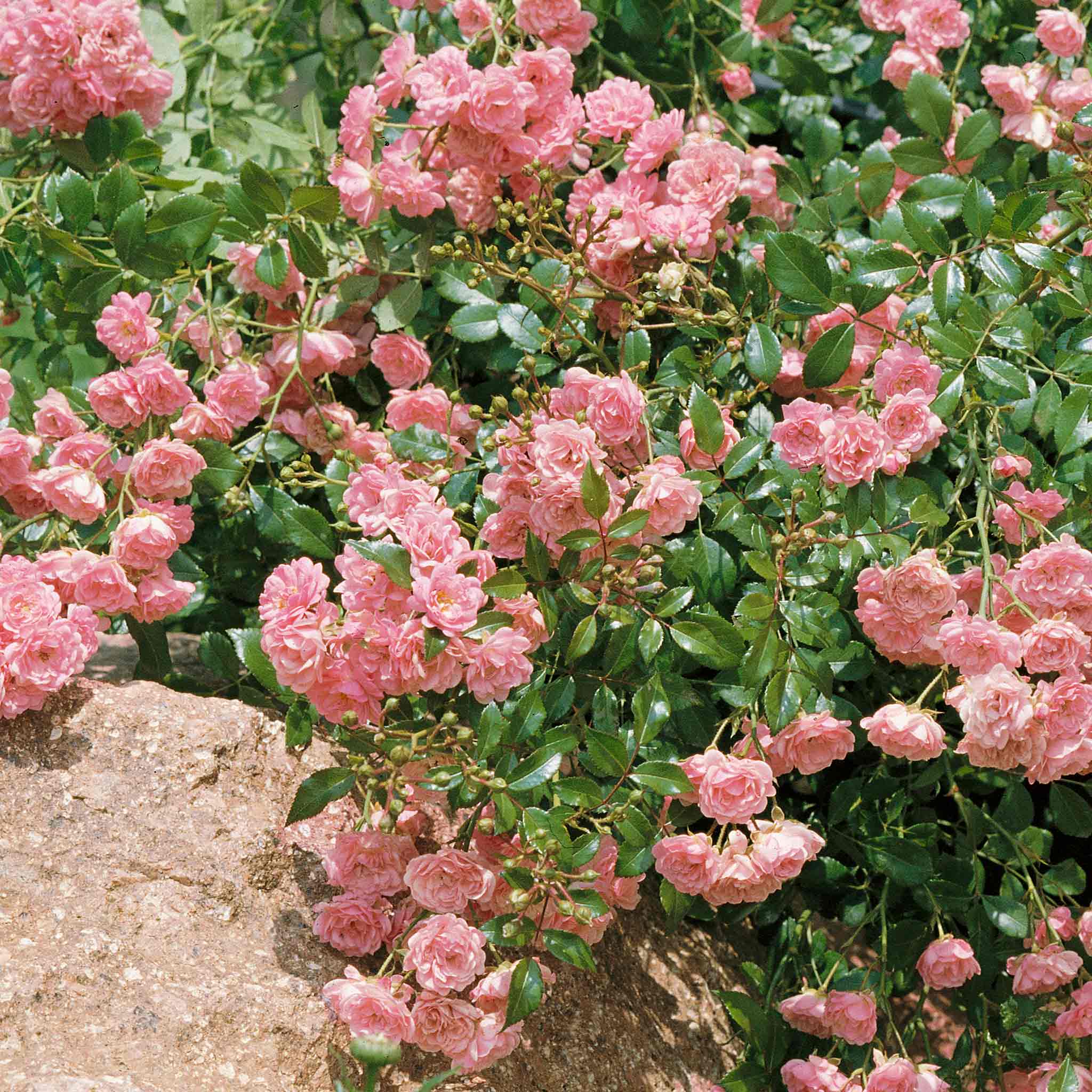 New Rose Plants